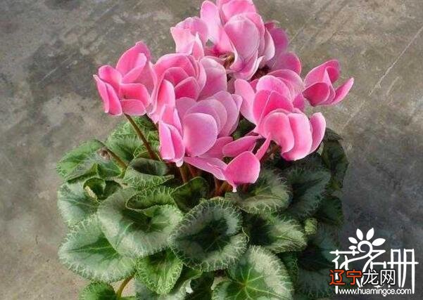 慈世堂：风水中最招财的植物有哪些？