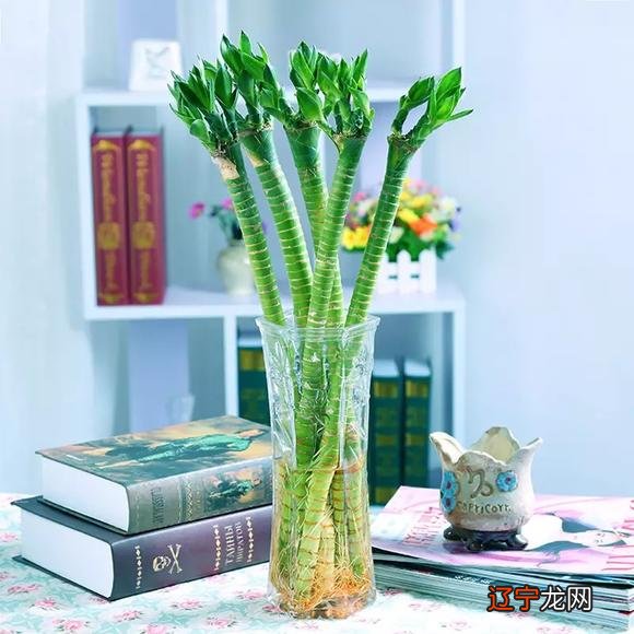 慈世堂：风水中最招财的植物有哪些？