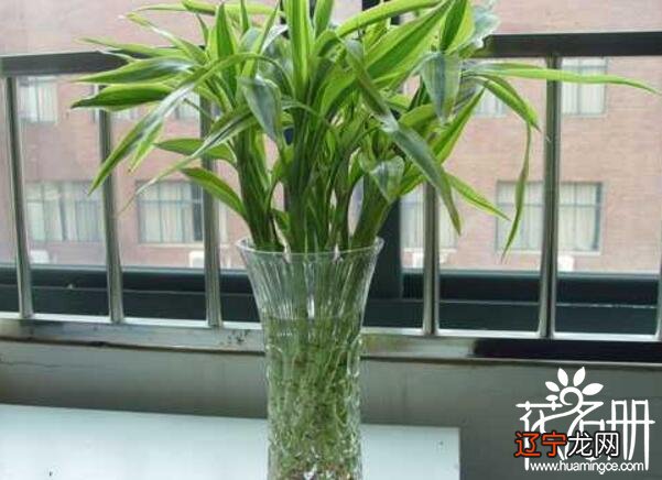 慈世堂：风水中最招财的植物有哪些？