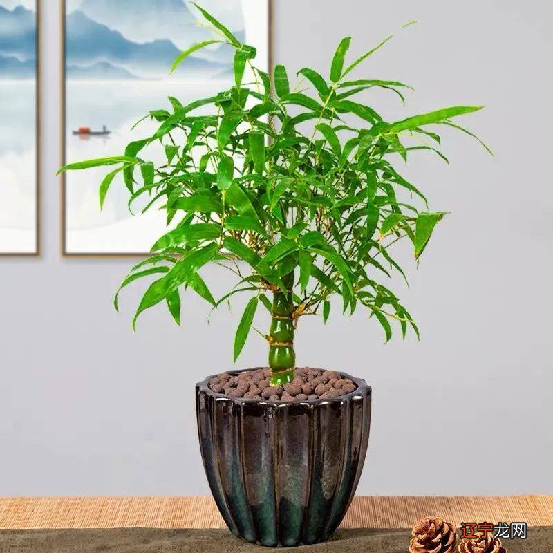 慈世堂：风水中最招财的植物有哪些？