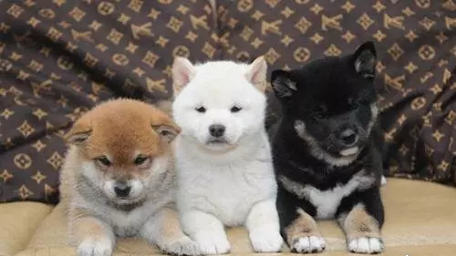 杨姓牛宝宝取名大全款：杨姓男孩起名