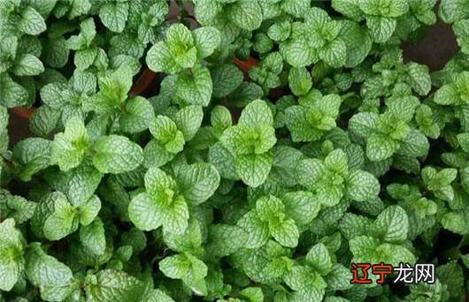 组图 ,厚重的文化底蕴诚如《民俗志?概述》