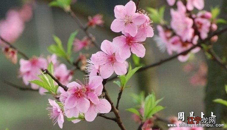 桃花运风水堂:八字测姻缘桃花八字看你何时走桃花运