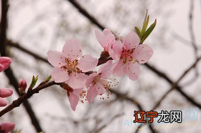 桃花运风水堂:八字测姻缘桃花八字看你何时走桃花运