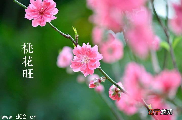 桃花运风水堂:八字测姻缘桃花八字看你何时走桃花运