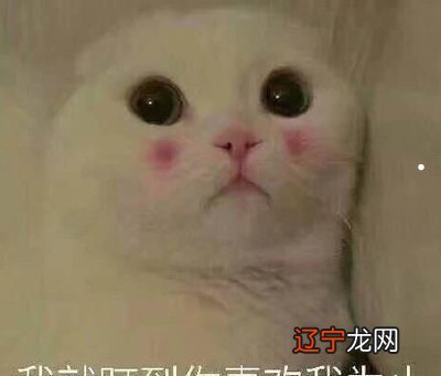 气死我了,野猫跑到我家院子里把我家猫揍了一顿