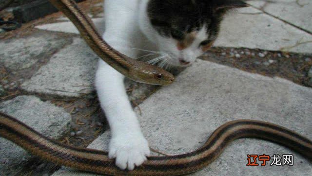 春天生的猫好还是秋天生的猫好_梦见天空出现异象吓人_梦见旅游梦见猫好吓人