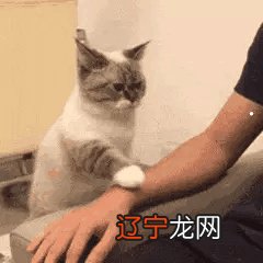 梦自己家猫吃蛇