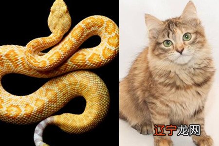 梦见旅游梦见猫好吓人_梦见天空出现异象吓人_春天生的猫好还是秋天生的猫好