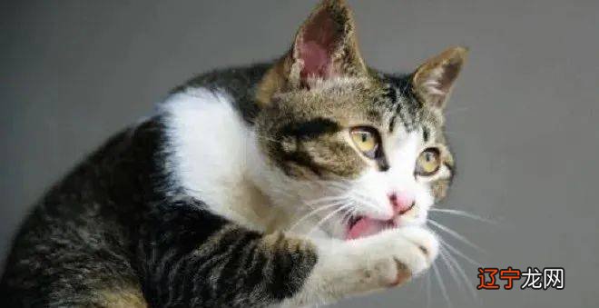 阿拉丁商业知心PR隐藏结果隐藏摘要推荐F隐藏晚上有猫叫千万别出去