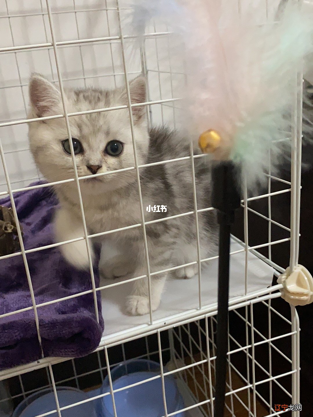 阿拉丁商业知心PR隐藏结果隐藏摘要推荐F隐藏晚上有猫叫千万别出去