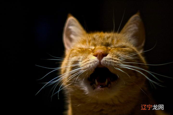 阿拉丁商业知心PR隐藏结果隐藏摘要推荐F隐藏晚上有猫叫千万别出去