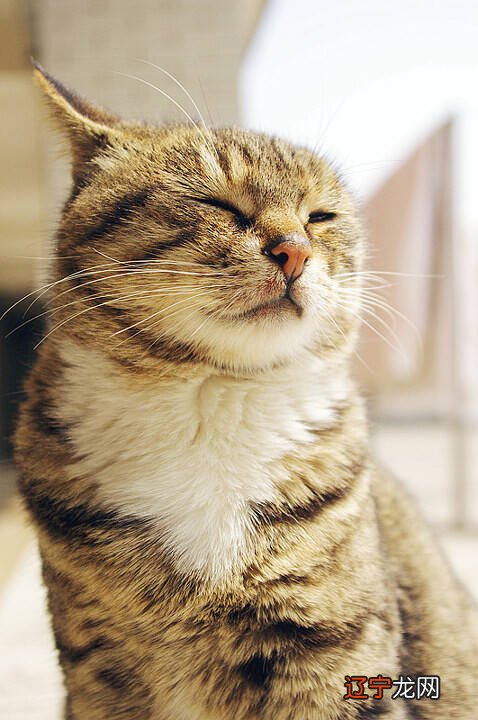 阿拉丁商业知心PR隐藏结果隐藏摘要推荐F隐藏晚上有猫叫千万别出去