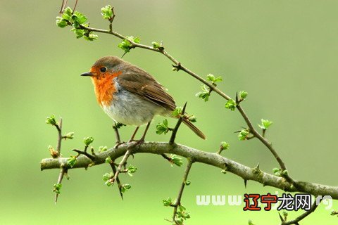 风水堂：梦见鸟是吉兆的灵魂