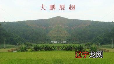 柳枝风水代表什么意思_风水学鸡代表什么_东北角风水代表家中谁