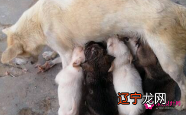 不同风水堂：梦见生狗崽的人梦境