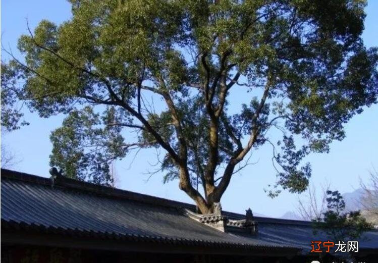 【李向东】住宅的煞气有很多,你知道吗?