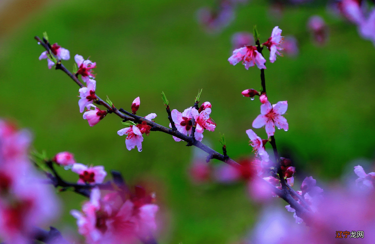 属牛人的桃花方位属牛、属羊、属鸡桃花位在正南方