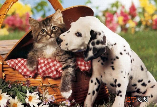 什么住宅适合养动物，什么样的住宅不适合？