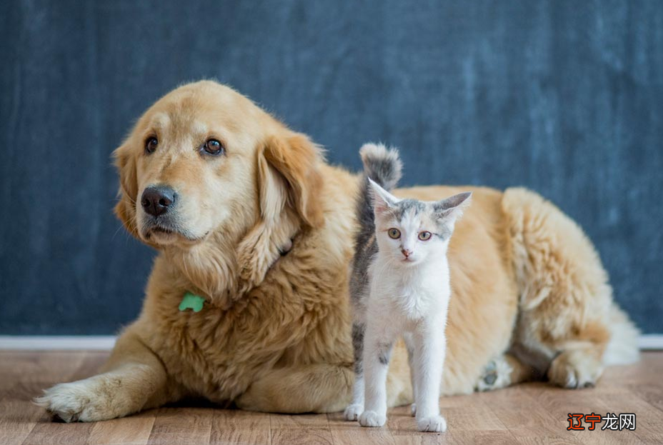什么住宅适合养动物，什么样的住宅不适合？
