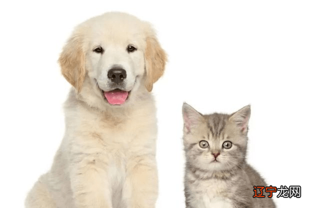 什么住宅适合养动物，什么样的住宅不适合？