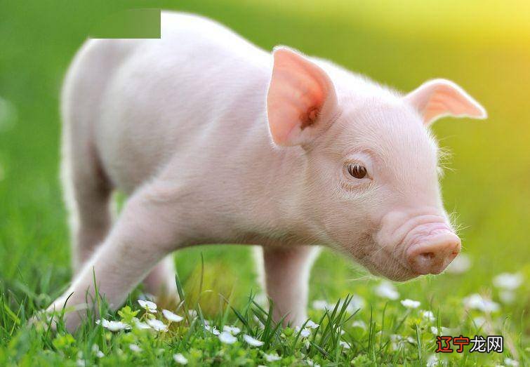 2014年属什么生肖属_2014年属马是什么五行属什么生肖_2014年属什么生肖五行