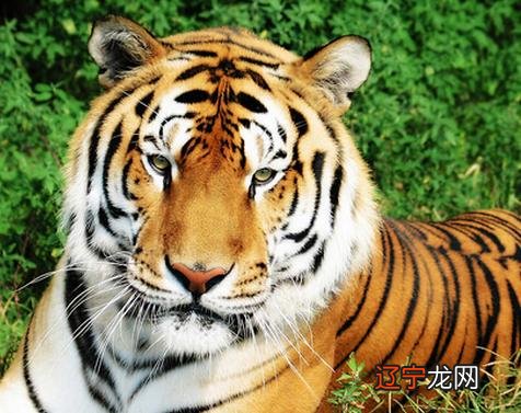 98年出生的属虎人2022年运势如何事业运势