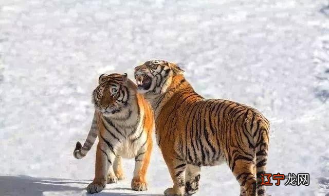 98年出生的属虎人2022年运势如何事业运势