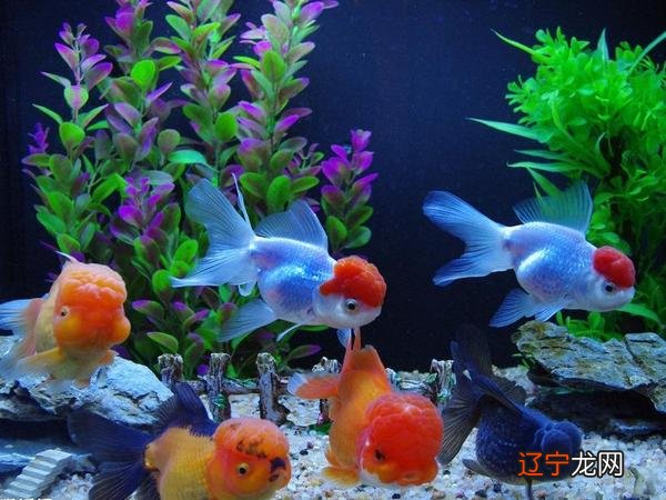 慈世堂：居家养鱼风水的宜忌是要讲究的