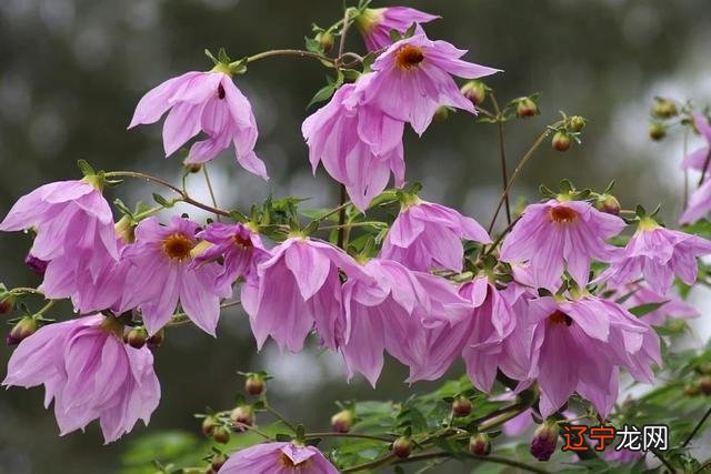 巨蟹座女生2022年事业运势进入2022,千万不能随意低头