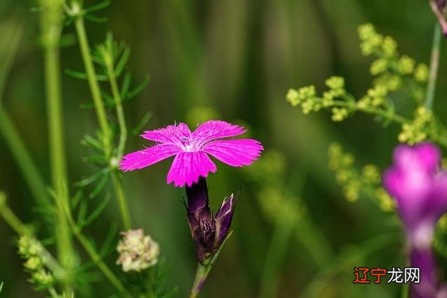 巨蟹座女生2022年事业运势进入2022,千万不能随意低头