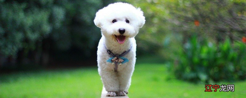 属狗一起生肖狗年份对照表年龄和属狗2021年运势详解