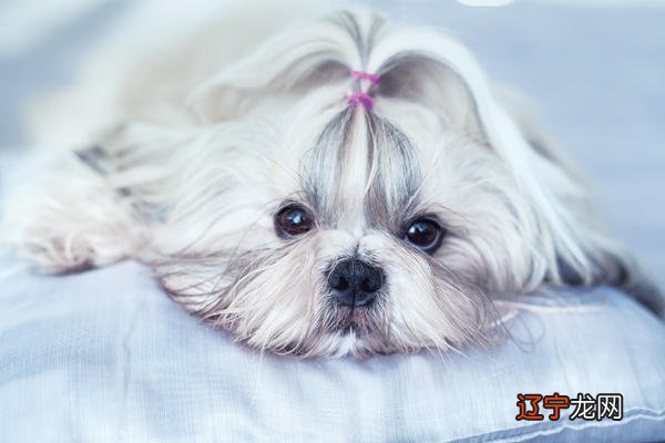 属狗一起生肖狗年份对照表年龄和属狗2021年运势详解