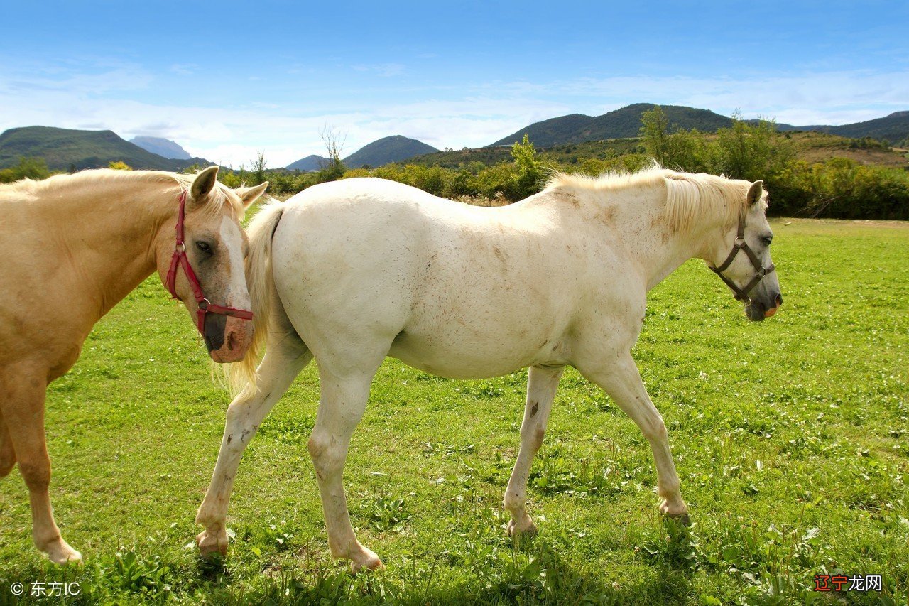 生命的儿女情长，岁月的地老天荒，道不尽人生几度彷徨