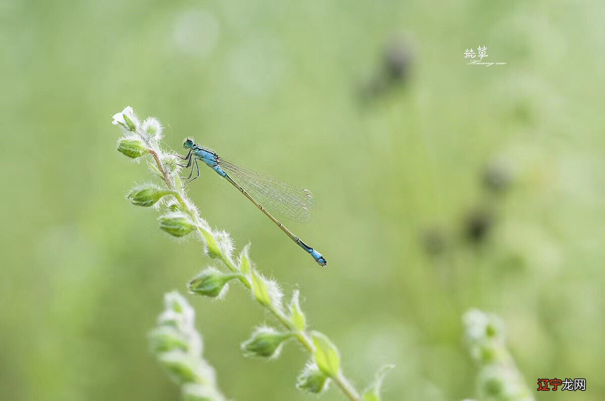 微 《传奇之抗战到底》第三届滨海国际电影节参赛影片