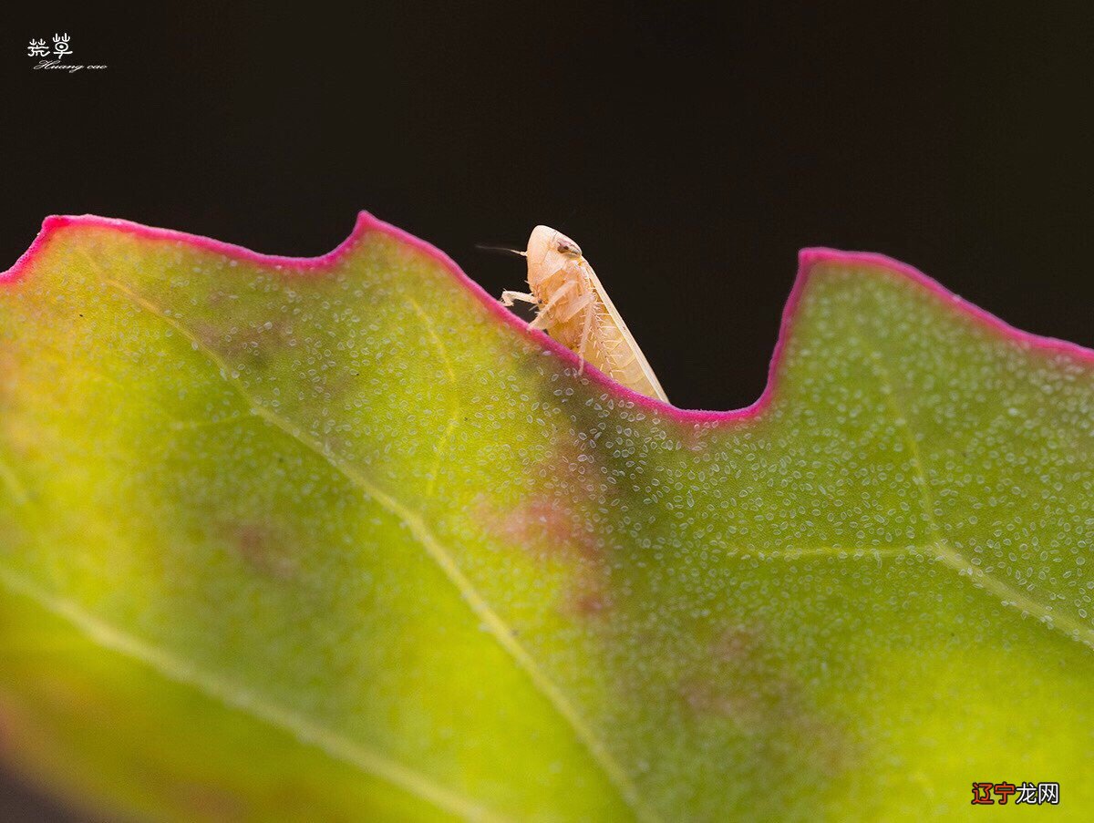 微 《传奇之抗战到底》第三届滨海国际电影节参赛影片