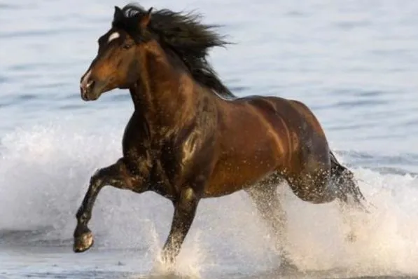 2016年10月23日 属马的今日运势运势