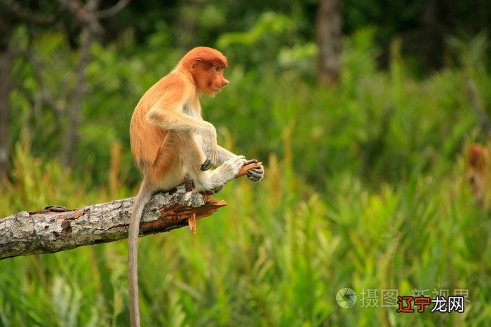2016年吉祥的宝宝名字如何取--猴宝宝取名宜用字
