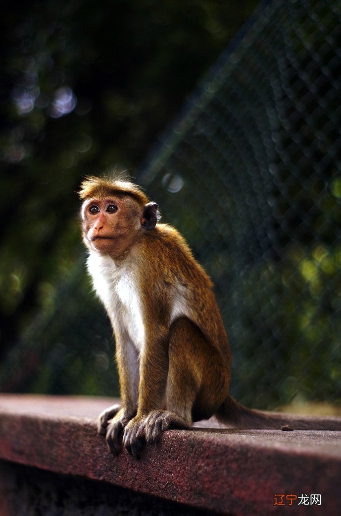 2016年吉祥的宝宝名字如何取--猴宝宝取名宜用字