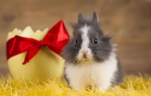 一下女属猪和什么属相最配女男属马相配吗