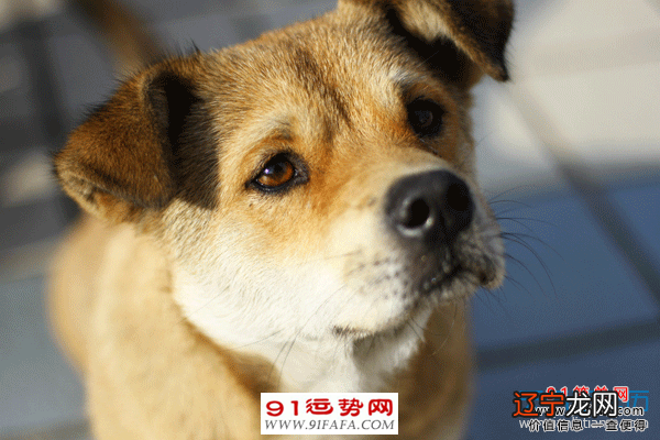 1982年出生的人，2019年财运平稳的3大生肖