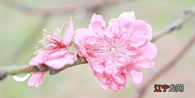 风水堂:新年之际的女孩,给我的来信