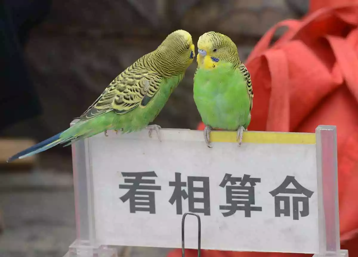 生辰八字风水堂:生辰八字命理测算四柱八字预测入门