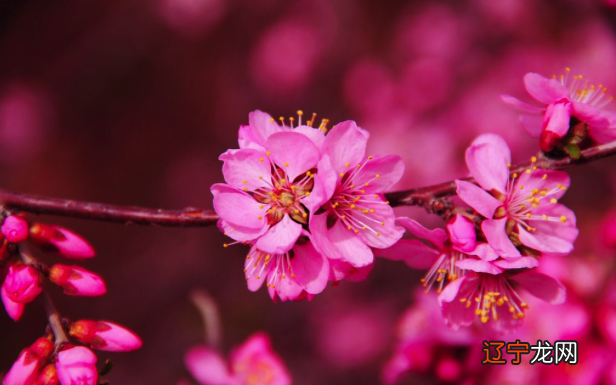 新派八字命理课堂命理_八字命理全套视频_八字命理视频