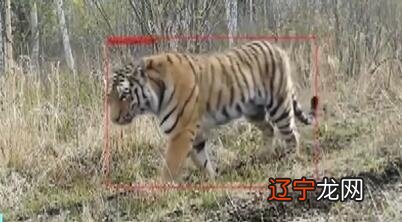 生肖虎每日运势查询_生肖虎今日运势查询_生肖虎五月爱情运势提前看