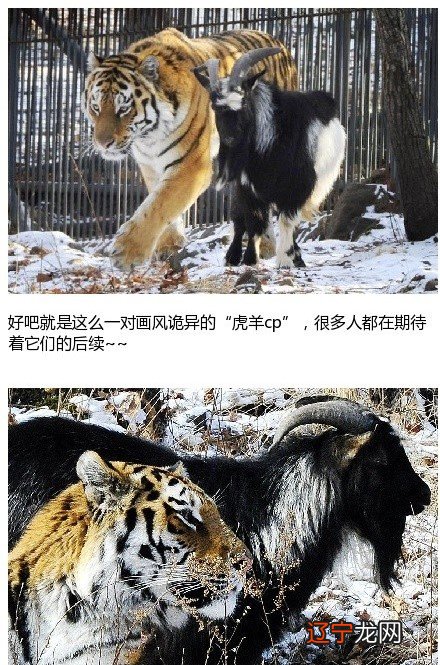 生肖虎今日运势查询_生肖虎五月爱情运势提前看_生肖虎每日运势查询