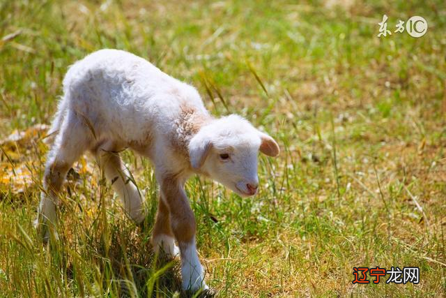 91年的羊是什么命属羊的女人和什么属相羊鼠