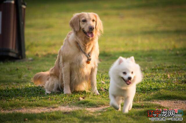 属狗全年财运属狗巨蟹座年运势人2022年感情运势