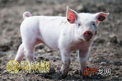 图 95年生肖属猪的和什么属相配对比较好?