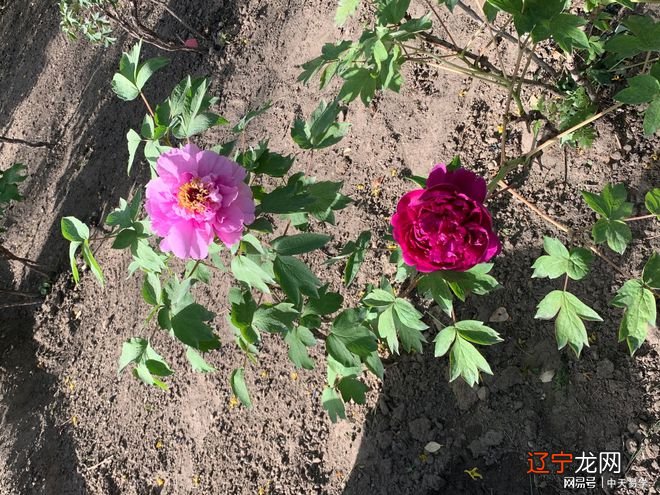 风水堂:恩师张永红审发的八字命例